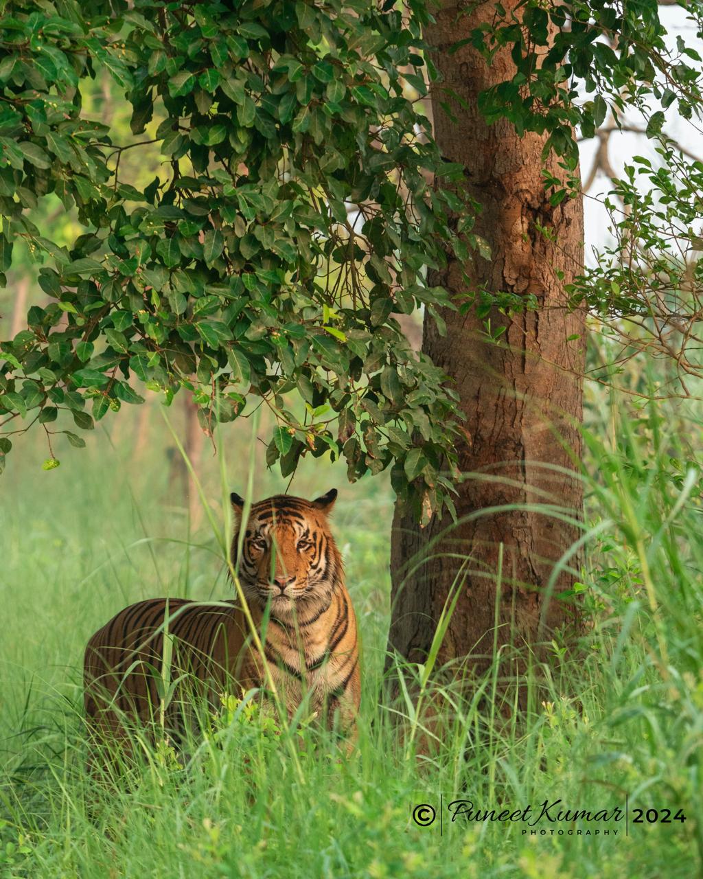 Dudhwa + pilibhit + kishanpur tiger reserve 